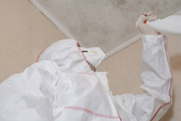 Best White Mold Remediation in Aurora, IN