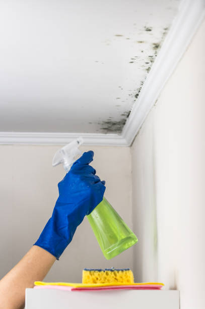 Best Attic Mold Remediation in Aurora, IN