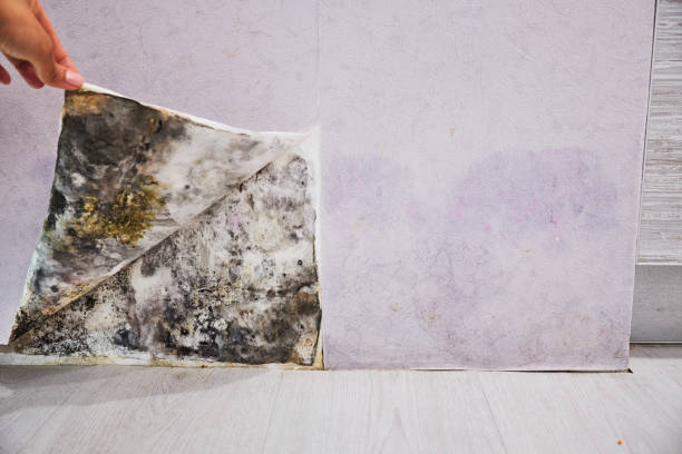 Reliable Aurora, IN Mold Remediation Solutions